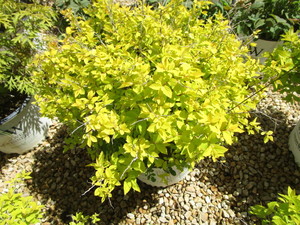 lot 165 image: Spirea