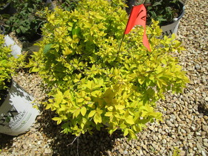 lot 166 image: Spirea