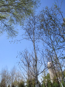 lot 33 image: Birch - Prairie Dream, 20ft, 3-12 Caliper