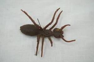 lot 111 image: Vintage Rubber Spider Fishing Lure