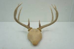 Mounted White Tail Antlers