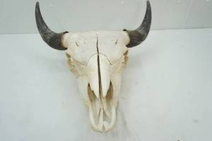 lot 362 image: European Mount Buffalo Skull