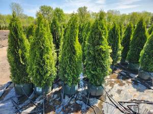 lot 88 image: Emerald Green Arborvitae - 5-6 #10