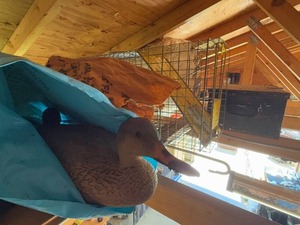 lot 219 image: Collection of Duck Decoy, Wire Cage, Metal Box, and PVC Pipe Fittings