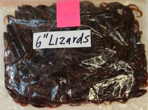 lot 38 image: Bag of 6 Berkley Power Bait Lizards, Pumpkin Seed