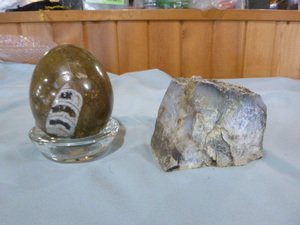 lot 43 image: Orthoceras Fossil and Petrified Wood