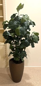 lot 67A image: Pretty Plant