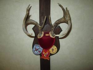 lot 222 image: Small Mounted Deer Antler rack with...