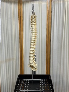 lot 26 image: Educational Human Adult Spine Model  Highly Detailed & Realistic Anatomy for Study or Display  Perfect for Classrooms, Clinics, or Offices  In Excellent Condition