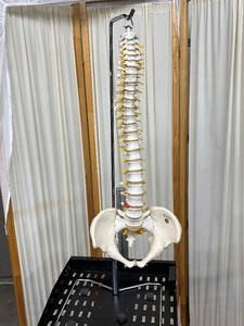 lot 26A image: Educational Human Adult Spine and Pelvis Model  Detailed Anatomy Perfect for Study, Teaching, or Display  Ideal for Classrooms, Clinics, or Medical Offices  In Excellent Condition