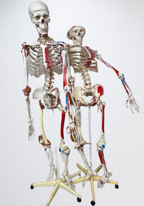 Lot of 2 Educational Full Life-Size Human Adult Medical Grade Skeleton Models – Used In Physical Therapy Office – One Needs Repair To Stand Straight – Great For Teaching Or Display! Both In Fair Condition! Missing Pieces Etc...