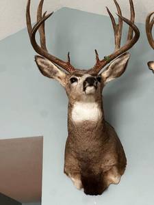 lot 93 image: Impressive Mule Deer Taxidermy Mount