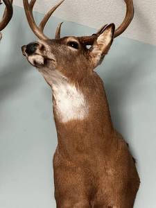 lot 94 image: Deer Head Taxidermy Mount with Antlers