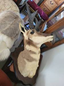 Pronghorn Antelope Taxidermy Mount with Wood Plaque