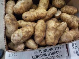 lot 169 image: 50 lb. box Kitchen Kleen Russet Pot...