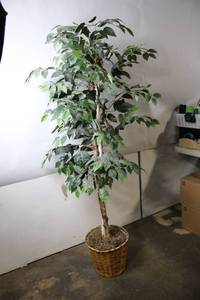 lot 224 image: Tall Faux Ficus Tree in Woven Basket, 64 Inches