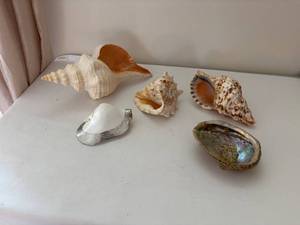 lot 275 image: Collection of 5 Decorative Seashells