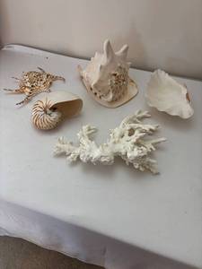 lot 276 image: Collection of Various Decorative Seashells and Coral