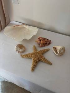 lot 277 image: Collection of Seashells and Starfish Decor
