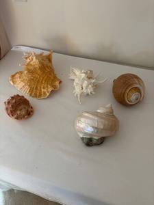 lot 278 image: Collection of 5 Assorted Sea Shells