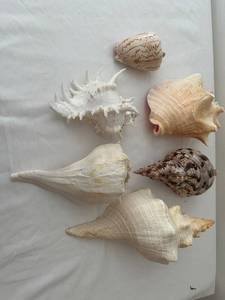 lot 279 image: Collection of 6 Large Assorted Seashells for Home Decor