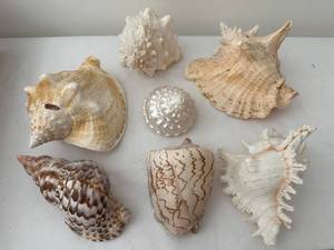 lot 281 image: Collection of 7 Natural Sea Shells with Varied Textures