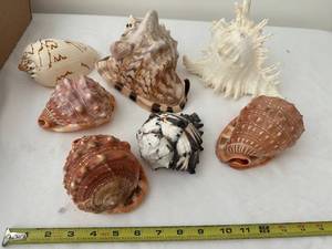 lot 284 image: Collection of 7 Assorted Decorative Seashells
