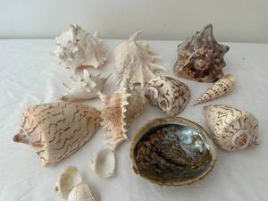 lot 286 image: Collection of 13 Assorted Sea Shells with Unique Patterns