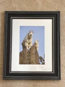 lot 586 image: Framed Dick Kettlewell Photograph of Mountain Goats