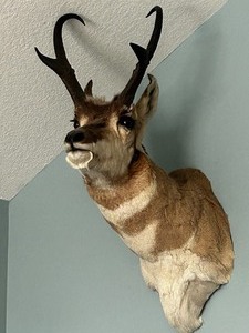 lot 8 image: Vintage Pronghorn Antelope Taxidermy Mount