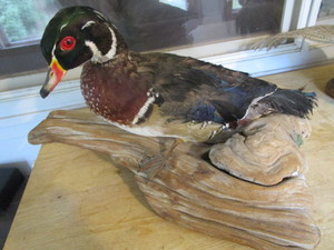 lot 139 image: Wood Duck Mount