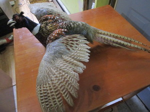 lot 141 image: Ringneck Pheasant Mount