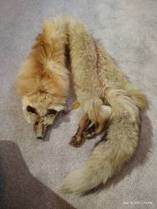 Fox Stole
