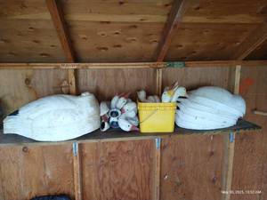 lot 590 image: Lot of Snow Geese Plastic & Rubber Decoys