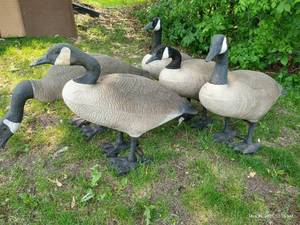 lot 593 image: Five Big Canada Goose Decoys