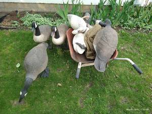 lot 605 image: Three Large Canada Goose Decoys w Others & Small Wheelbarrow