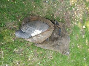 lot 606 image: Bag of Canada Goose Decoys