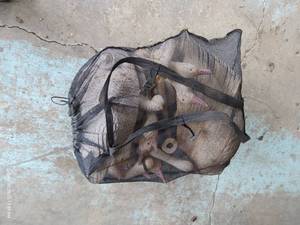 lot 634 image: Bag of Goose Decoys