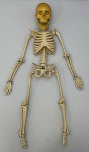 lot 148 image: Vintage 24 Articulated Skeleton