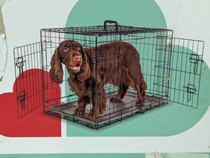lot 13 image: Wire Collapsible Dog Crate - Black - Boots & Barkley