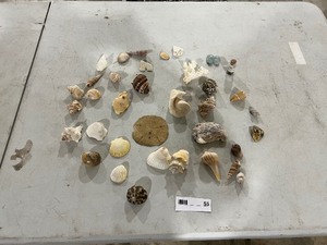 lot 55 image: VARIETY OF SEA SHELLS