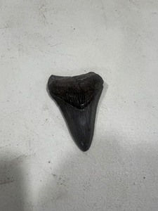 lot 136 image: PREHISTORIC TOOTH