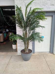 lot 79 image: 8 PALM TREE