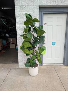 lot 80 image: 6 FIDDLE LEAF HOUSEPLANT