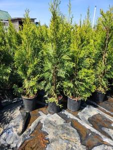 Emerald Green Arborvitae 2'-3'