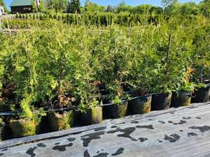 lot 80 image: White Cedar Tree - 2-3