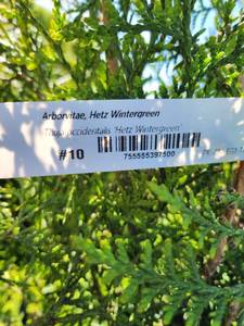 lot 155 image: Hetz Wintergreen Arborvitae - 7 - 10 gallon