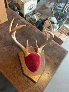 lot 179 image: Antlers
