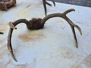 lot 429 image: Antler