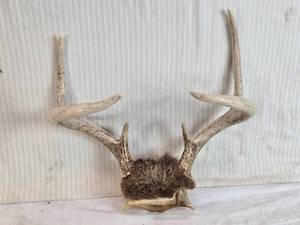 lot 286 image: Set of Deer Antlers
